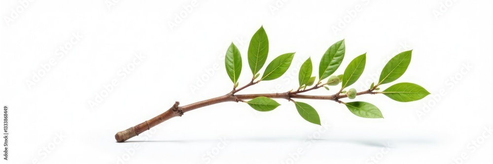 Single isolated branch with brown wooden base on white background, solo, white, natural Single isolated branch with brown wooden base on white background, solo, white, natural