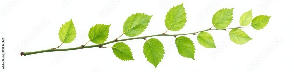 Single isolated branch with delicate leaves on white background, tree branch, branch detail, green Single isolated branch with delicate leaves on white background, tree branch, branch detail, green