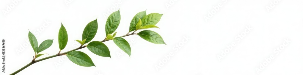 Single isolated branch with leaves on white background, simple, nature Single isolated branch with leaves on white background, simple, nature