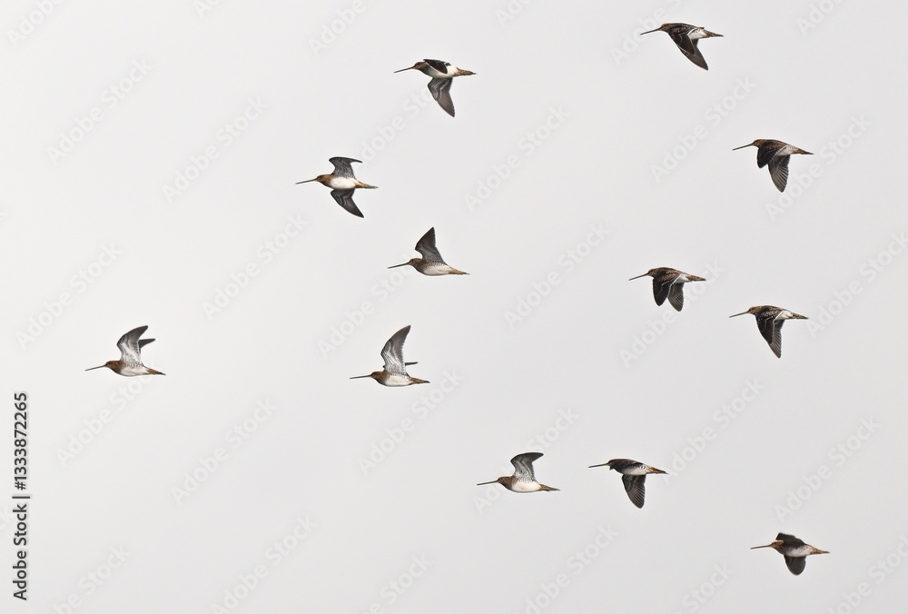 Fototapeta premium Ein Schwarm Bekassinen im Flug