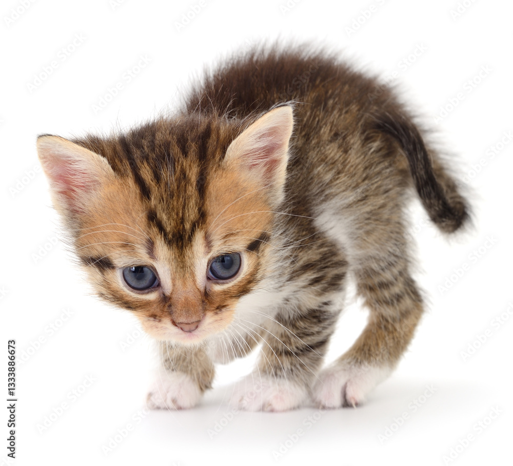 Obraz premium Kitten on white background.