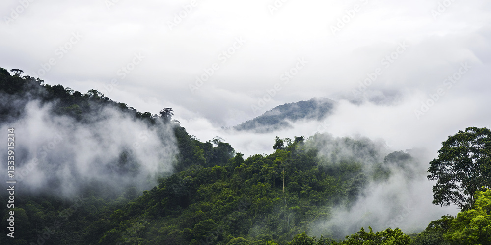 Foggy overgrown hills in rainforest create mystical atmosphere