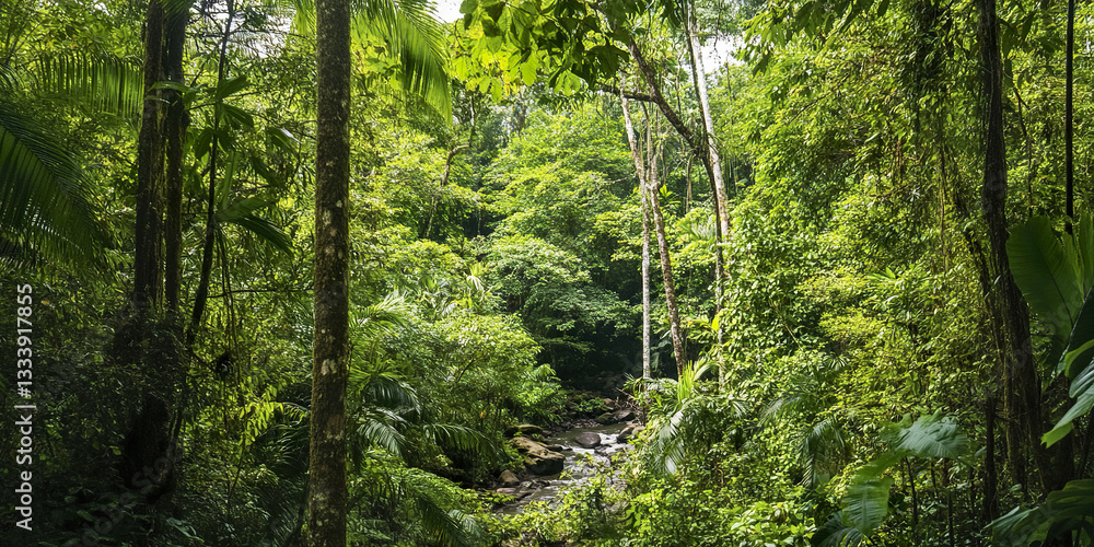 Obraz premium Lush green jungle with dense foliage and small stream in Costa Rica
