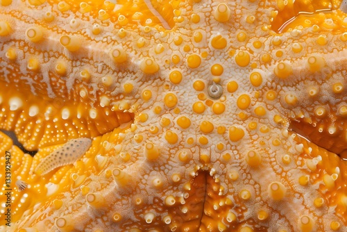 Close-Up View of Starfish Skin: Detailed Texture, Golden Hues, and Unique Patterns.  Magnified Sea Star Surface with Papulae and Madreporite Visible.