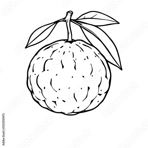 Hand-Drawn Citrus Fruit Illustration   A Black and White Sketch of a Pomelo                         