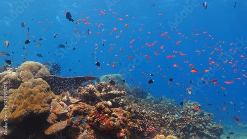 Tropical underwater reef scenery with fish in the shallow blue water. Scuba diving on the exotic coral reef with aquatic wildlife. Exotic fish with corals in the blue. photo