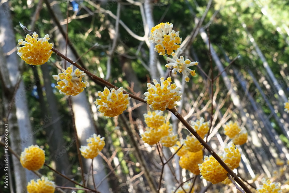 紙の原料　ミツマタ