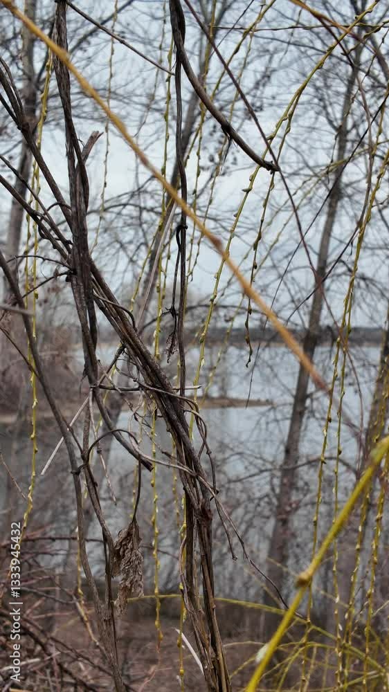 Salix L, Salix caprea L, long hanging tree branches, willow branches, yellow tree bark, first buds and leaves on branches, trees in early spring Salix L, Salix caprea L, long hanging tree branches, willow branches, yellow tree bark, first buds and leaves on branches, trees in early spring