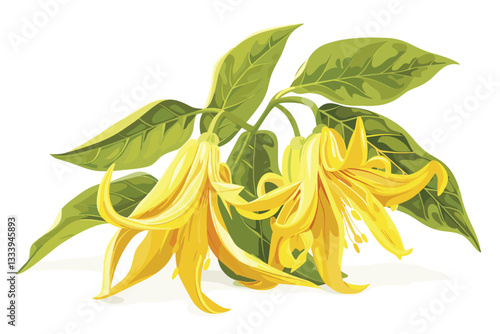 Ylang-ylang. Watercolor painting medicinal, perfumery and cosmetic plants.. Wallpaper. Use printed materials, signs, posters, postcards, packaging. 