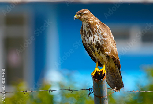 Buteo buteo