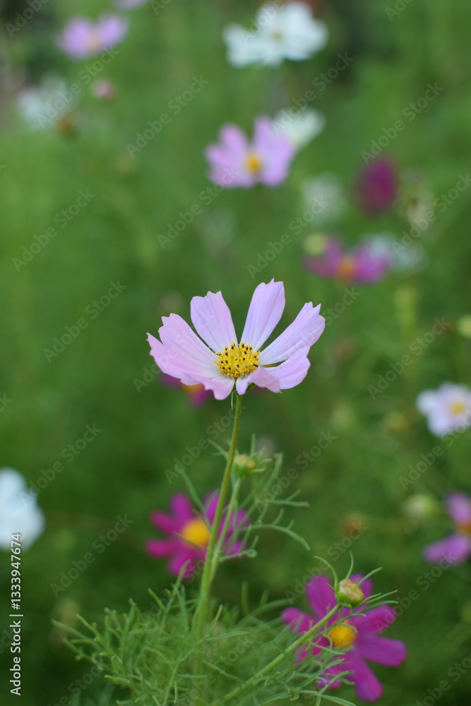 Close-Up of Cosmos Flower Against a Blue Sky – Soft Summer Colors Close-Up of Cosmos Flower Against a Blue Sky – Soft Summer Colors