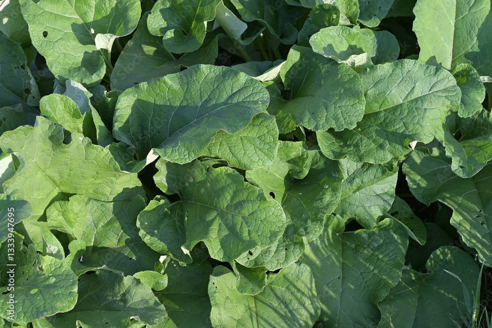 Fototapeta premium Green burdock leaves (Arctium lappa) as background.