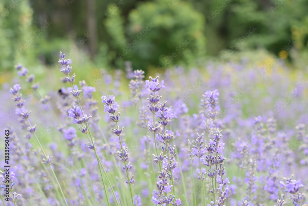 Fototapeta premium Macro Shot of Lavender Field with Bees and Bumblebees Pollinating