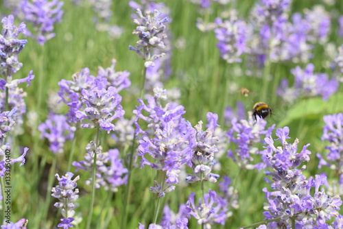 Macro Shot of Lavender Field with Bees and Bumblebees Pollinating