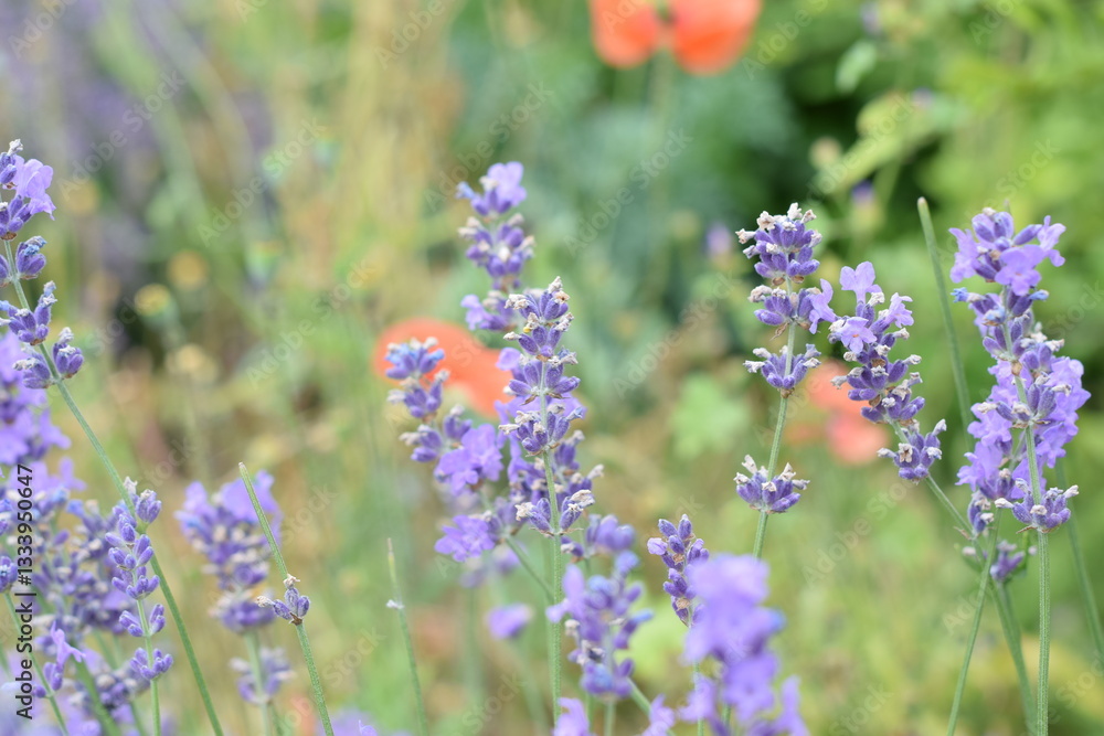 Fototapeta premium Macro Shot of Lavender Field with Bees and Bumblebees Pollinating