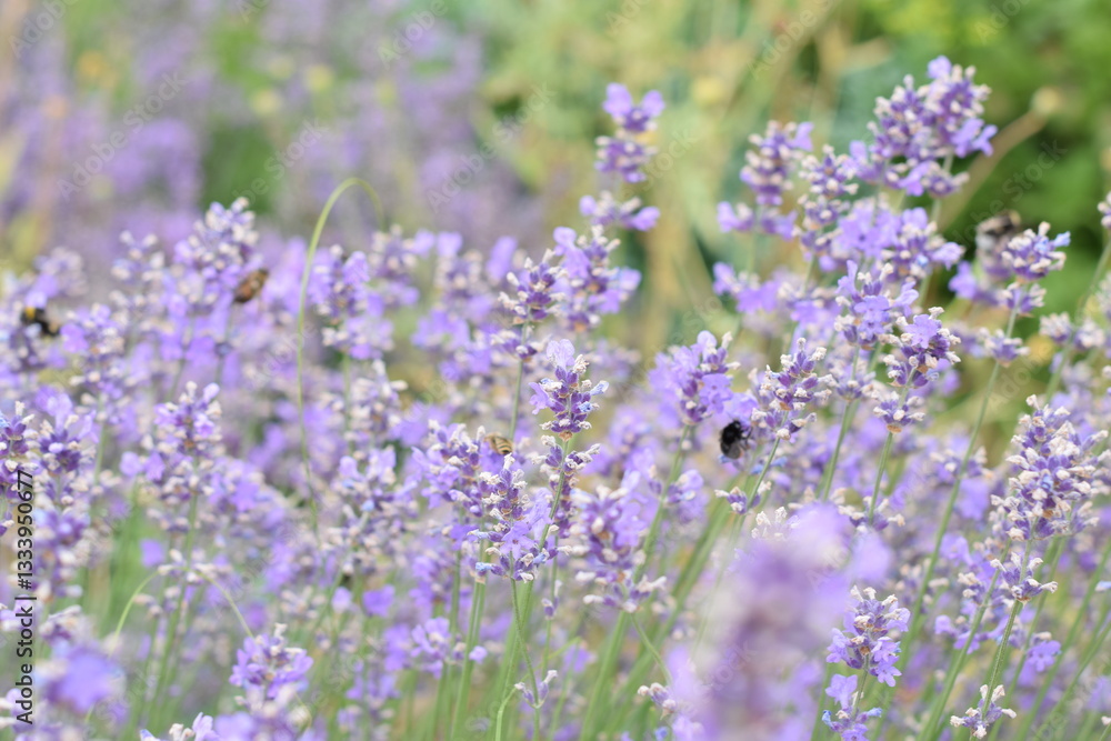 Macro Shot of Lavender Field with Bees and Bumblebees Pollinating Macro Shot of Lavender Field with Bees and Bumblebees Pollinating