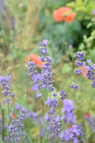 Macro Shot of Lavender Field with Bees and Bumblebees Pollinating
