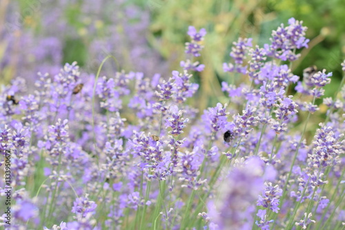 Macro Shot of Lavender Field with Bees and Bumblebees Pollinating