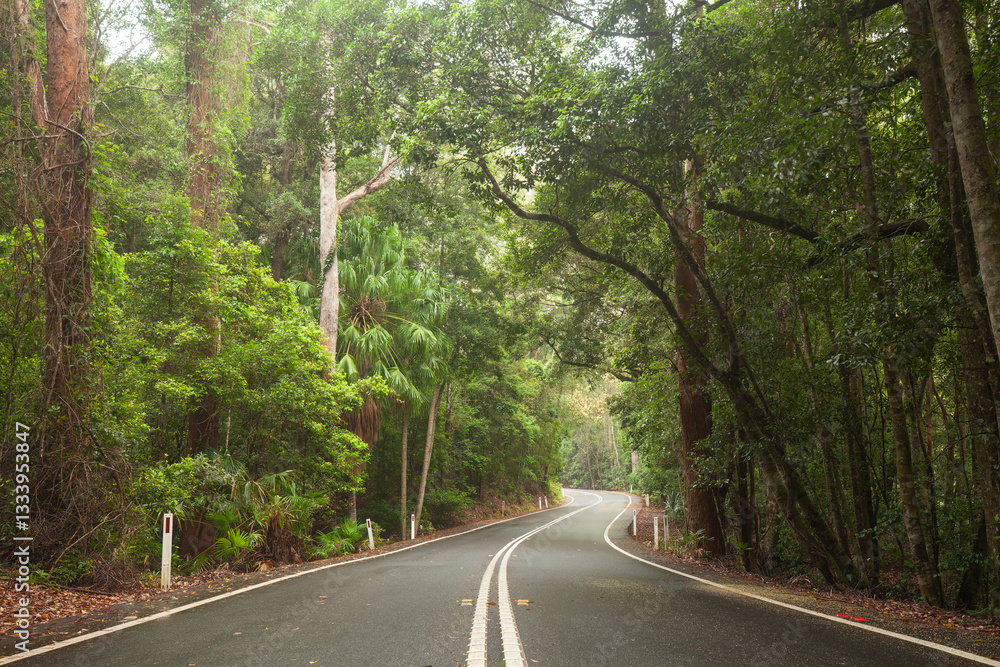 Obraz premium Strasse durch den Königlichen Nationalpark in NSW bei Sydney. Lady Wakehurst Drive. 