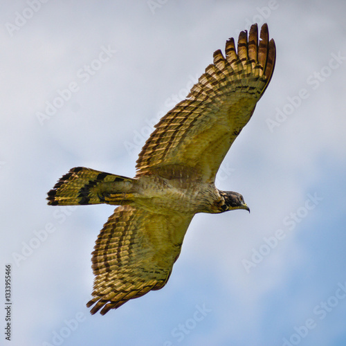 A close up image of a honey buzzard in flight. Photographed in the western part of Singapore.