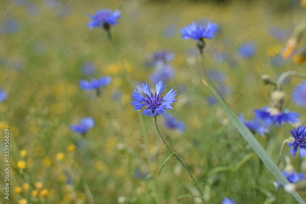 Fototapeta premium Macro Shot of Delicate Purple Flowers in a Field