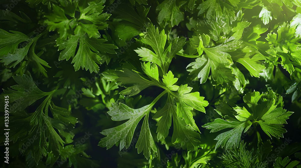 Fresh parsley bunch highlighted in natural light for culinary inspiration Fresh parsley bunch highlighted in natural light for culinary inspiration