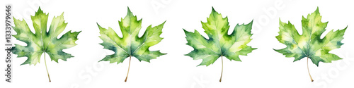 Watercolor Green Maple Leaf on Transparent Background
