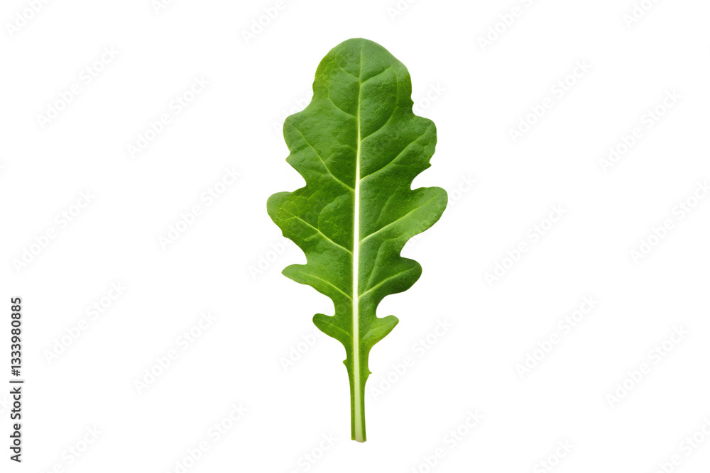 Fototapeta premium Arugula Rocket Leaf Isolated on White - Organic Green, Healthy Food, Fresh Herb, Cut Out