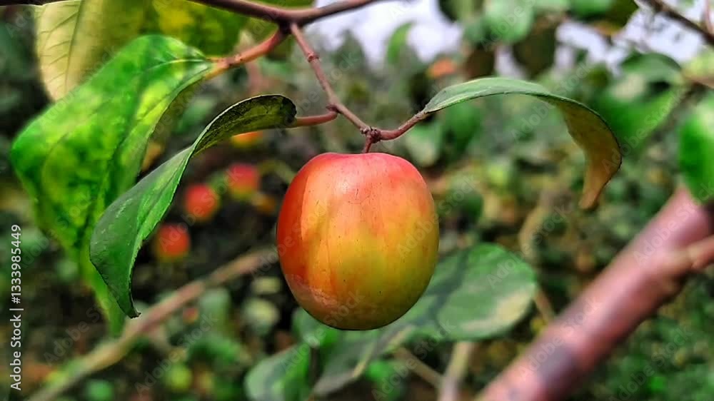 Red apples are blooming on the branches of the garden.
Red apples are blooming on the branches of the garden.