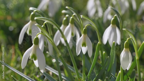 Wallpaper Mural Weiß blühende Schneeglöckchen (Galanthus) im Frühling, Bayern, Deutschland, Europa Torontodigital.ca