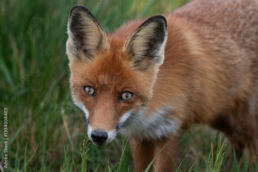 Fototapeta premium Red Fox (Vulpes vulpes) watching directly into the camera, carrying a field mouse