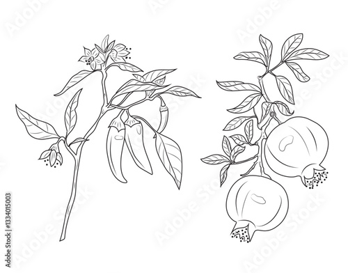 Outline Drawings of Fruits of chili, pomegranate