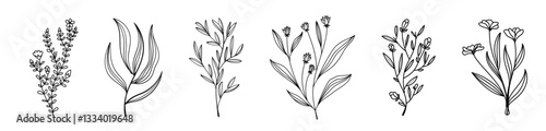 Hand-Drawn Floral Illustrations of Wildflowers Vector Set