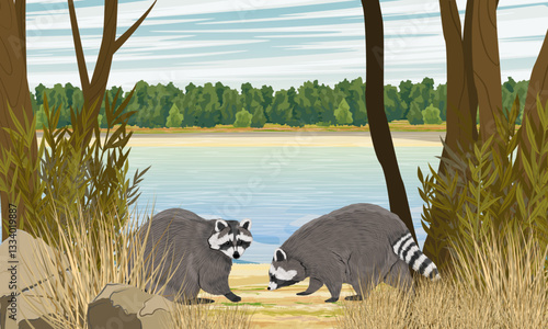 A couple of raccoons walking along the river bank. Wild animals in summer. Realistic vector landscape
