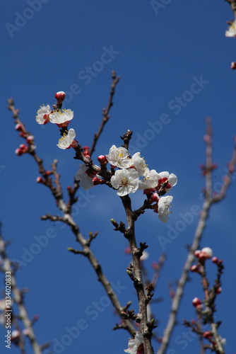 Albicocco fiori