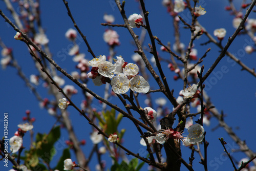 Albicocco fiori