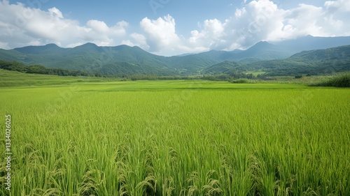 Vast Green Rice Paddy Field Surrounded by Lush Mountains Under a Partly Cloudy Sky