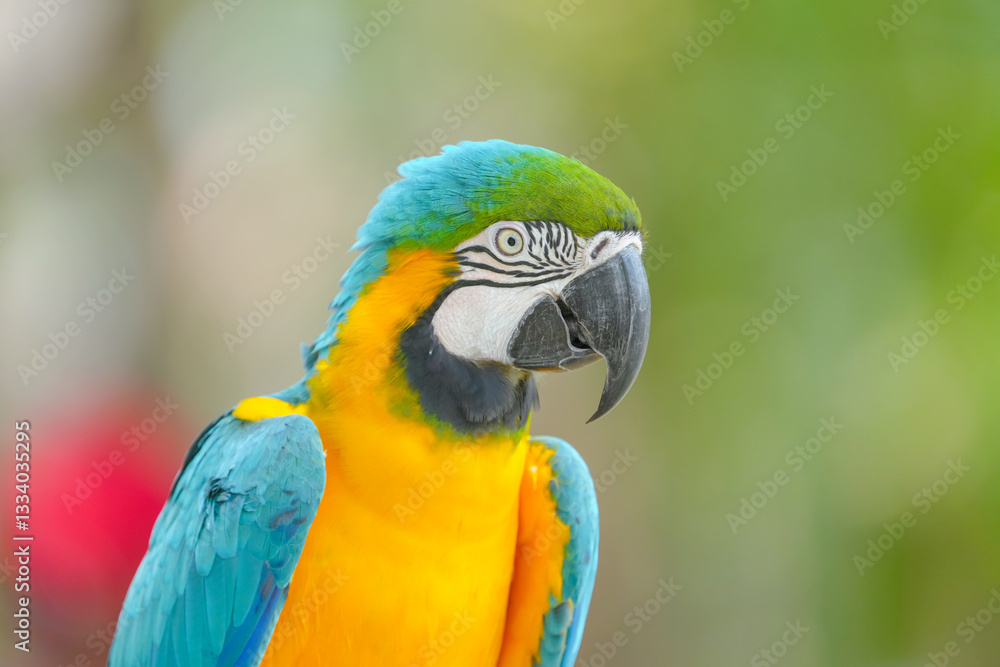 blue and gold macaw free flying bird standing with green background blue and gold macaw free flying bird standing with green background