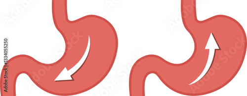 Two red stomachs with arrows, medical icon showing contrasting digestive movements with one stomach showing downward flow and other upward