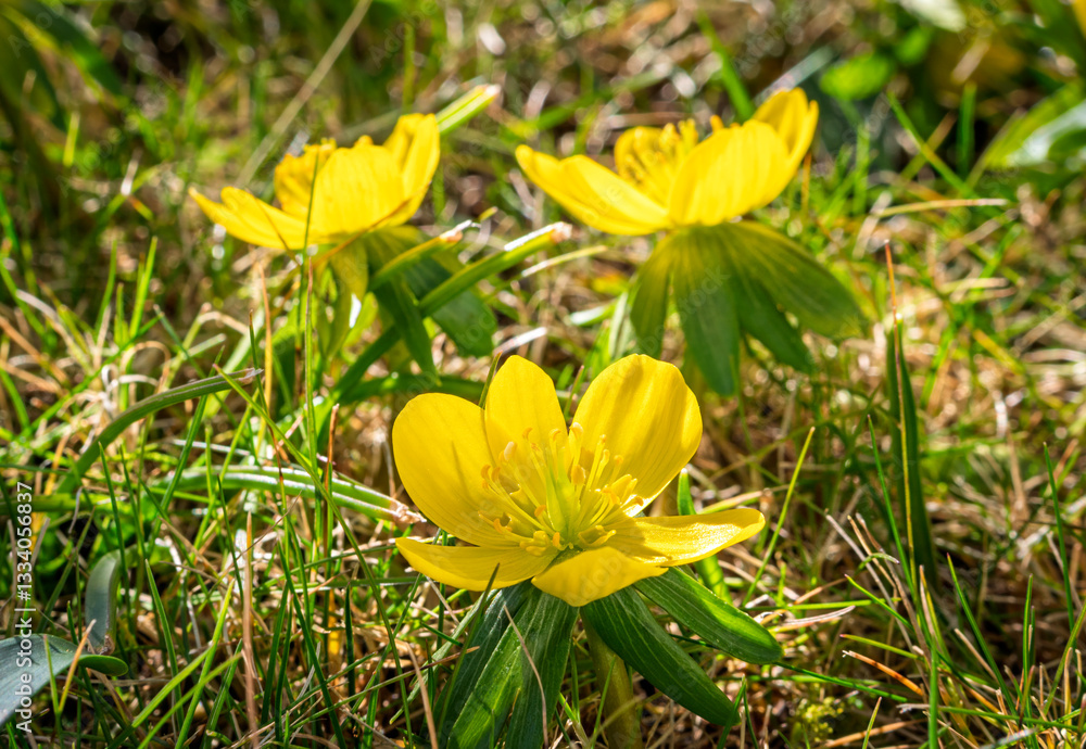 Gelb blühende Winterlinge (Eranthis) im Frühling, Bayern, Deutschland, Europa