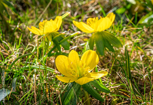 Obraz na płótnie Gelb blühende Winterlinge (Eranthis) im Frühling, Bayern, Deutschland, Europa w salonie