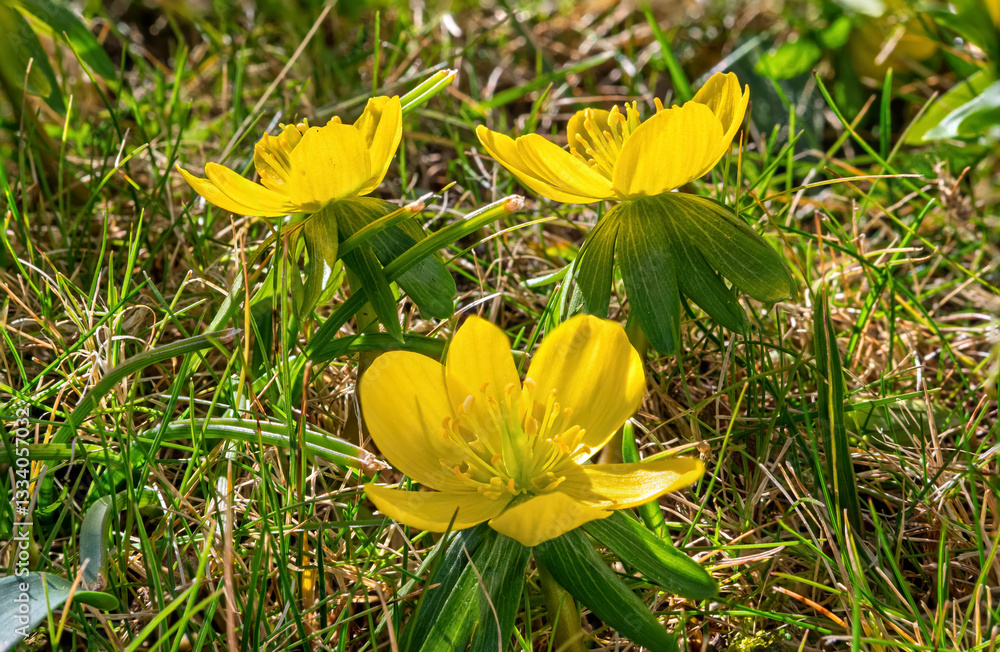 Gelb blühende Winterlinge (Eranthis) im Frühling, Bayern, Deutschland, Europa