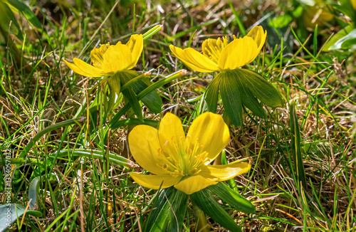 Gelb blühende Winterlinge (Eranthis) im Frühling, Bayern, Deutschland, Europa