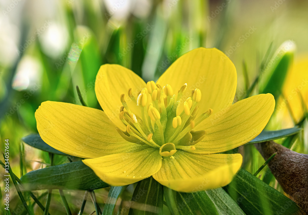 Gelb blühende Winterlinge (Eranthis) im Frühling, Bayern, Deutschland, Europa