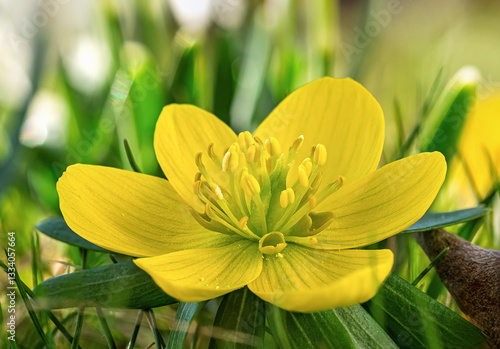 Obraz na płótnie Gelb blühende Winterlinge (Eranthis) im Frühling, Bayern, Deutschland, Europa w salonie