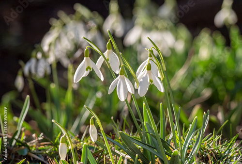 Weiß blühende Schneeglöckchen (Galanthus) im Frühling, Bayern, Deutschland, Europa