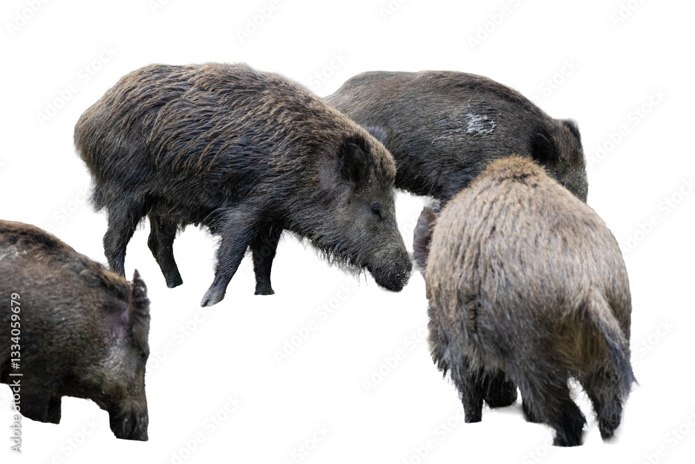 Wild boar (Sus scrofa) in the forest on white background / PNG Wild boar (Sus scrofa) in the forest on white background / PNG