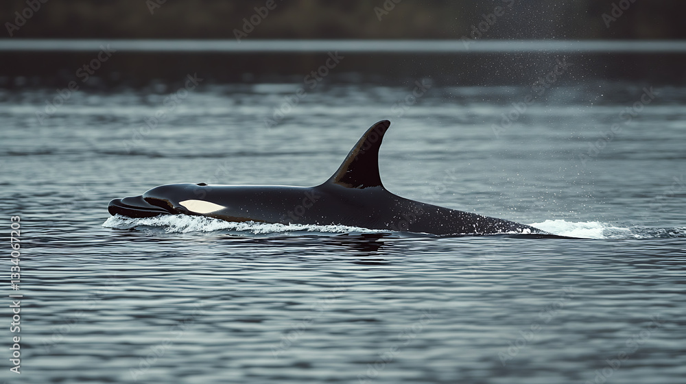 Fototapeta premium dolphin in the water