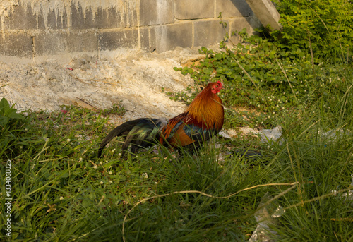 A bright rooster with lush plumage stands gracefully on the green grass. The rich colors of the bird's feathers contrast beautifully with the surrounding nature. Suitable for farming companies.