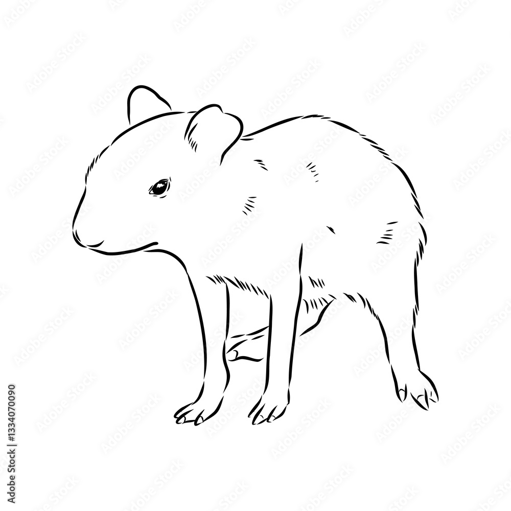 Obraz premium Agouti Vector Illustration Hand Drawn Animal Cartoon Art
